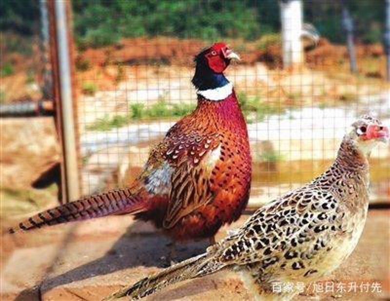 鸵鸟养殖行业最新动态与趋势