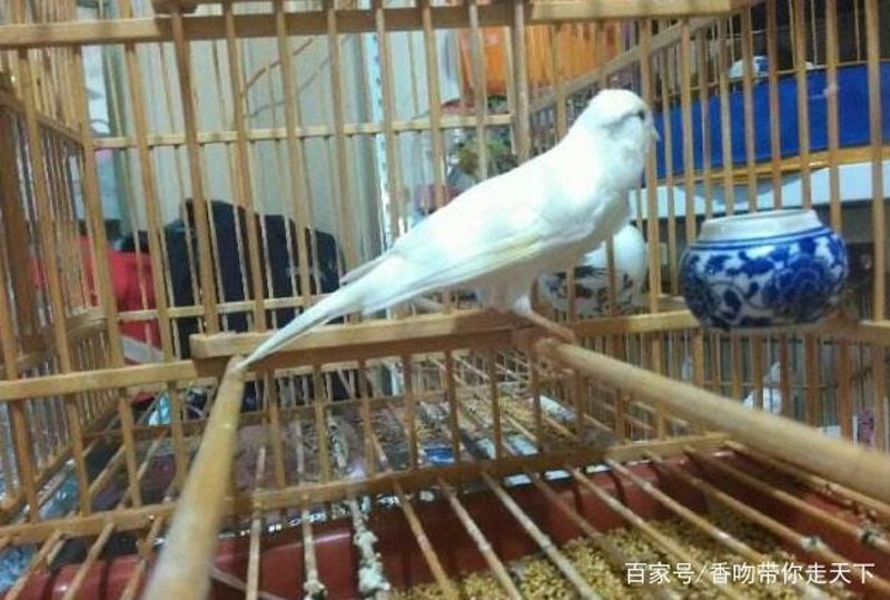 鸵鸟养殖行业的最新发展动态