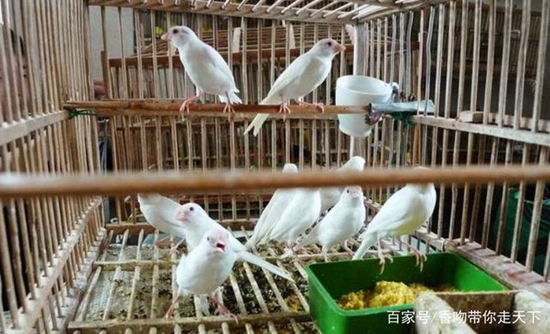 珍禽养殖业的新篇章：传统与现代融合