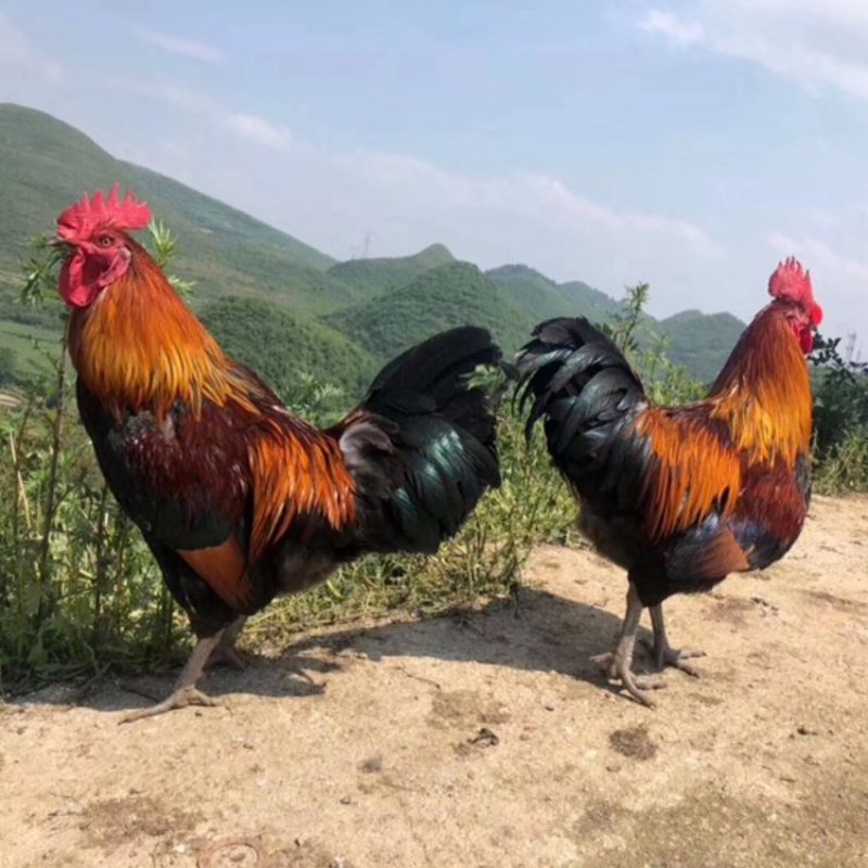 孔雀养殖业的新趋势与挑战