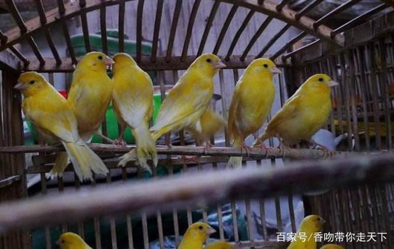观赏鸟养殖